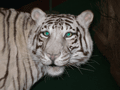 2010-tigris
